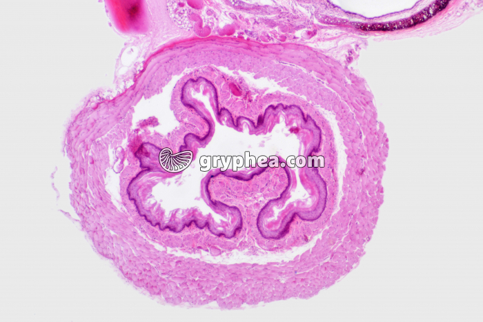 Oesophage x20 - gryphea.com